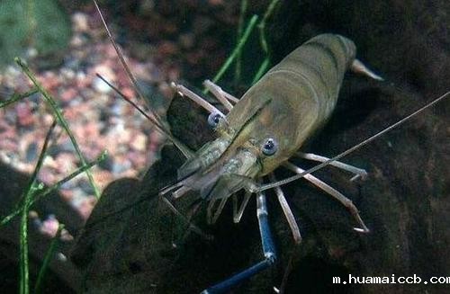 1608863821788652.jpg u=3043595592,1745719896&fm=26&gp=0.jpg