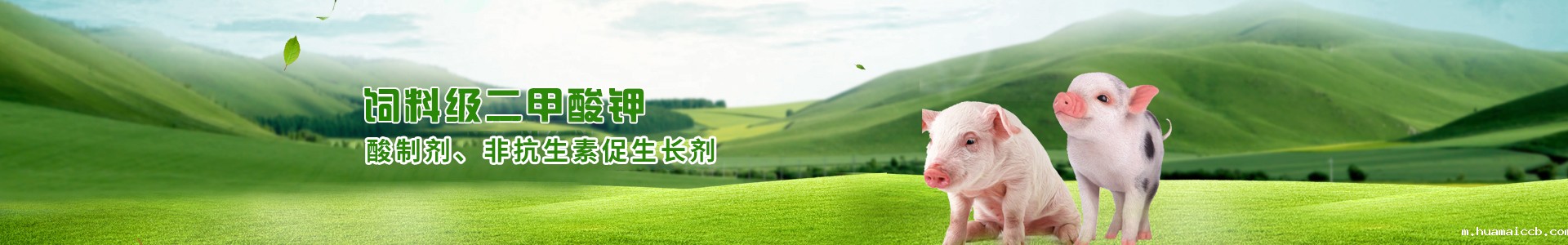 2026世界杯美国主办